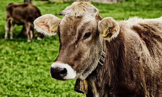 В Калужской области построят крупную молочную ферму на 3500 голов скота