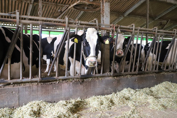 Леонид Громов: ООО «АПК Троицкий» планирует построить ферму с годовым объемом производства молока 32 тысячи тонн