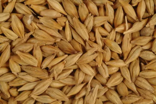фотография продукта плющенное зерно